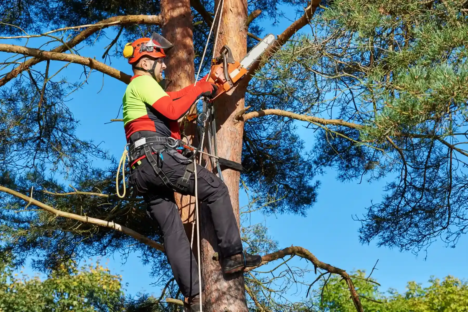 Pruned Perfection: Unveiling the Secrets of Cedar Park Tree Trimming